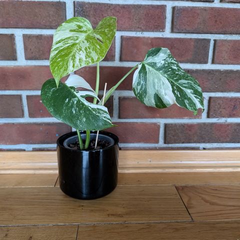 Selger Monstera variegata