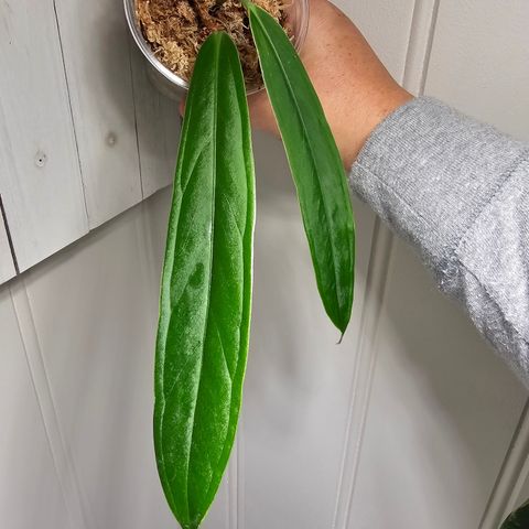 Anthurium Ceronii