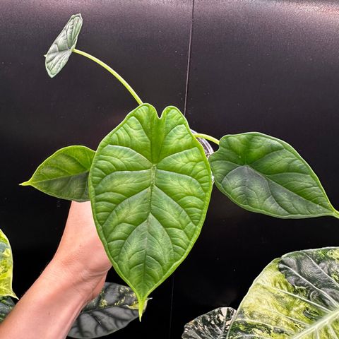 Alocasia Dragon Scale