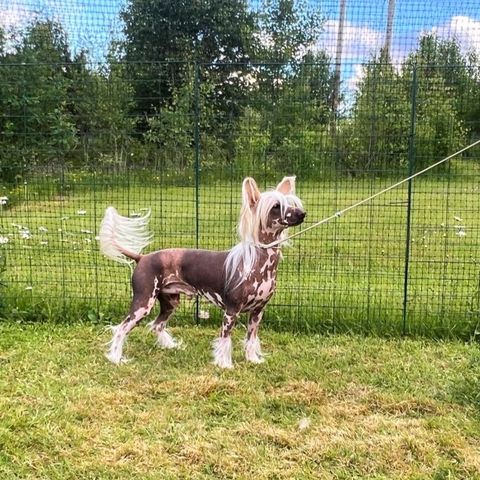 Vakker og snill Chinese crested gutt