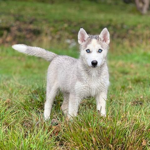 NKK Siberian Husky tispe ledig