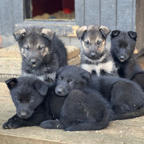 Husky valper etter velkjente langdistanselinjer!