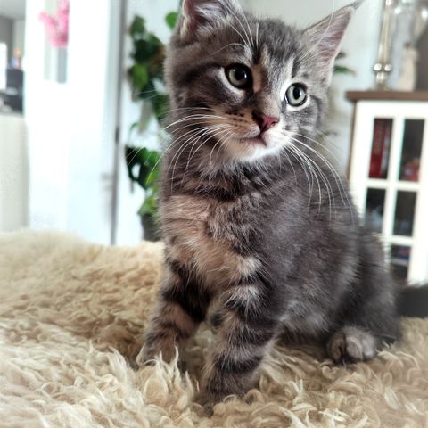 RESERVERT Alfred - Sibir Maine Coon gutt søker sin familie <3