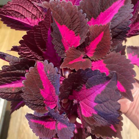 Coleus China Rose stiklinger