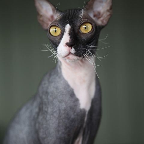 Sphynx jente 8 måneder