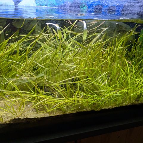 Akvarium med fisk og utstyr selges for 1500 kr