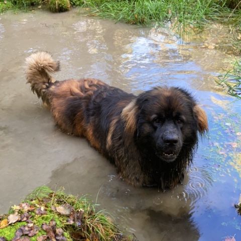 Leonberger hann omplasseres