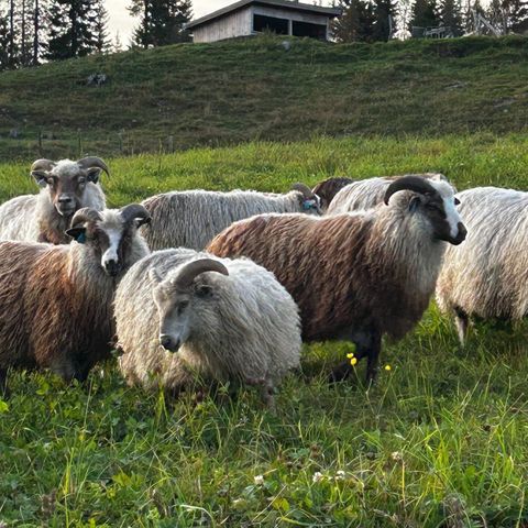 GNS værlam selges/byttes