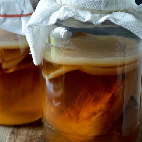 Kombucha scoby og startervæske