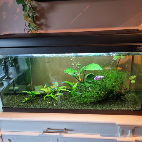 Komplett akvarium selges.