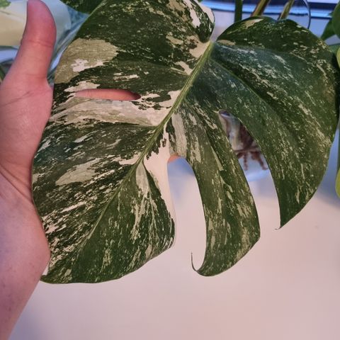 Monstera Varigeata (avlegger)