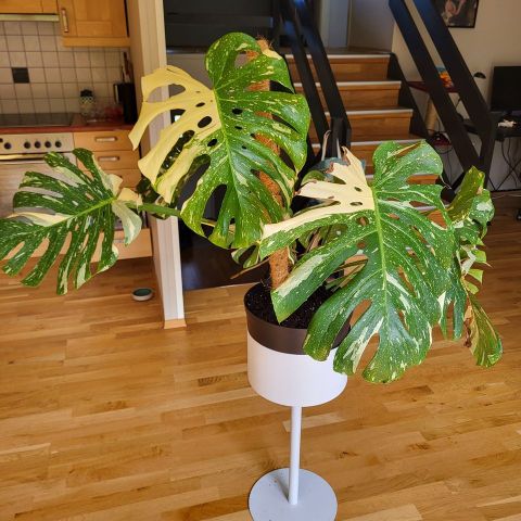 Monstera Thai morplante