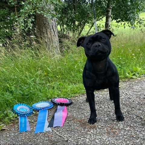 Staffordshire bull terrier valper selges