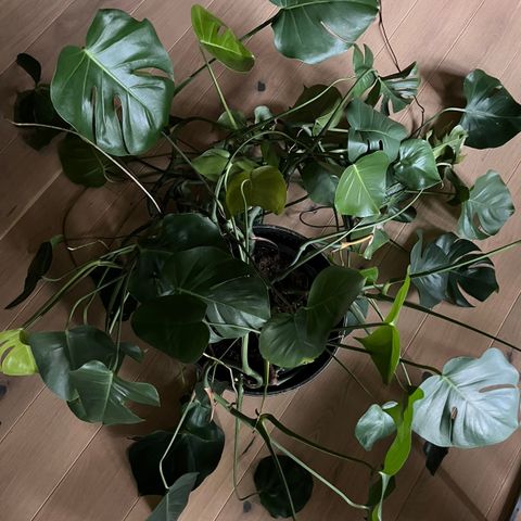 Monstera / vindusblad stor!