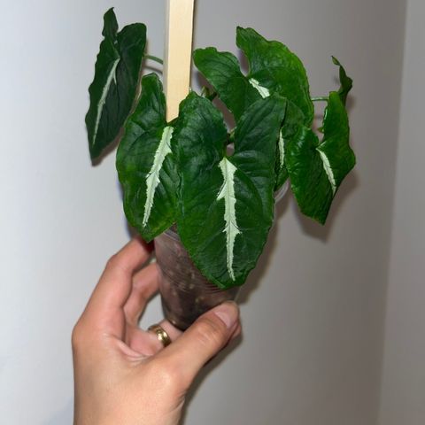 Syngonium Wendlandii