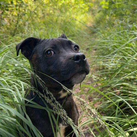 Staffordshire bull terrier omplasseres