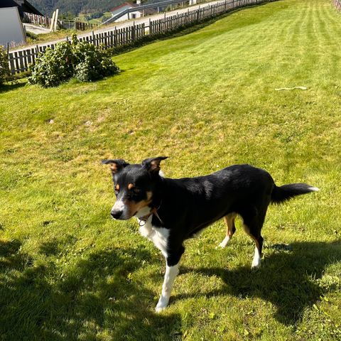 Border Collie Tispe