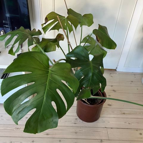 Monstera