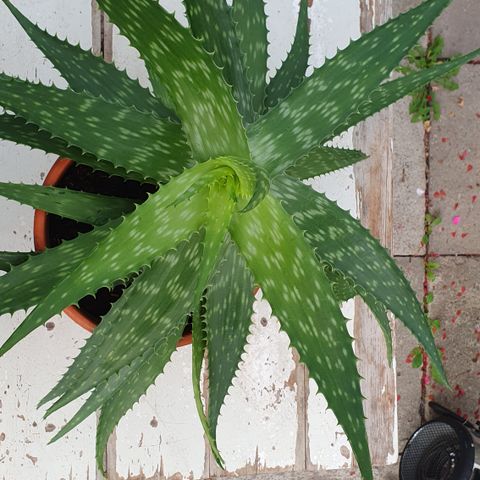 Aloe Vera plante stor