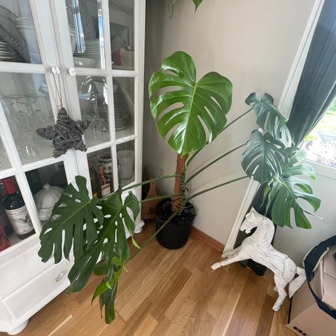 Monstera Deliciosa Large Form m/potte & støtte