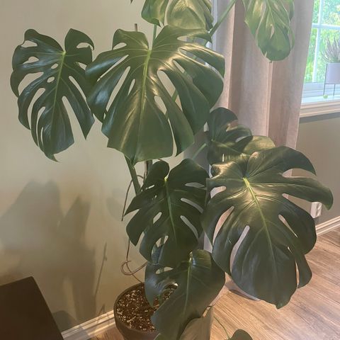 Monstera