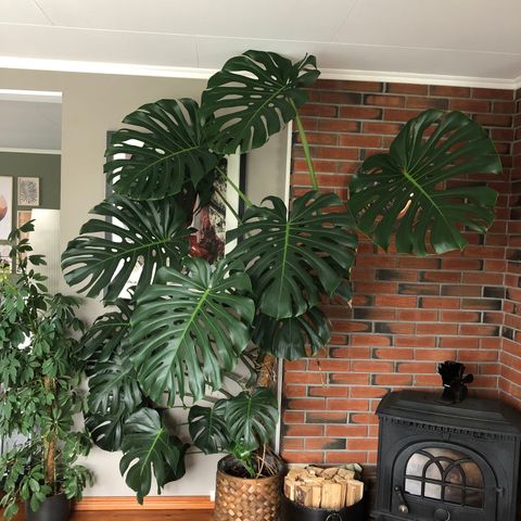 Stor Monstera