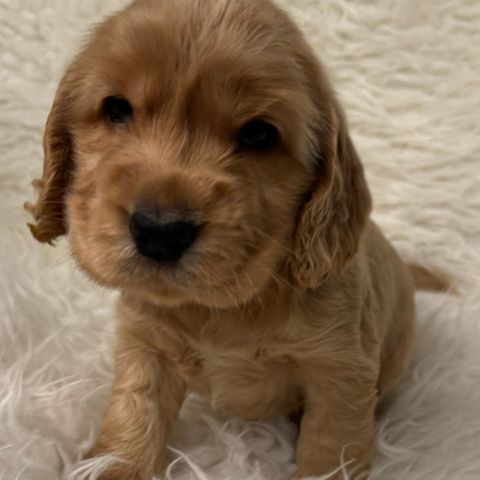 Eng Cocker Spaniel