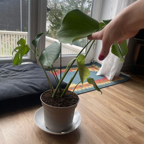 Monstera plante med 7 blader nettopp pottet om, ny jord