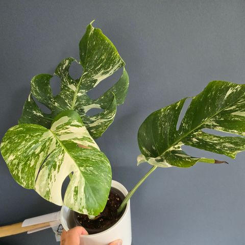 Monstera variegata hel plante