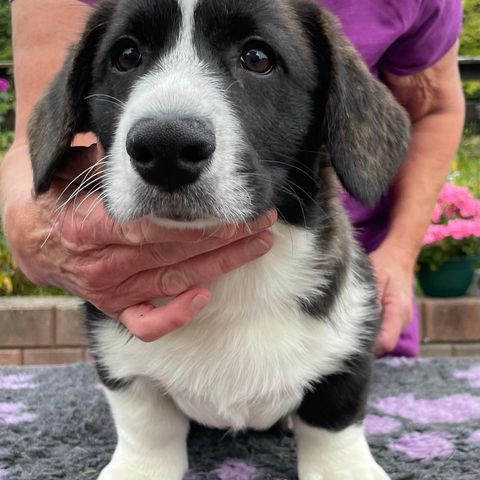 Welsh Corgi Cardigan gutt