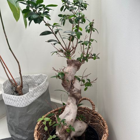 Ficus Ginseng/ Ginsengfiken