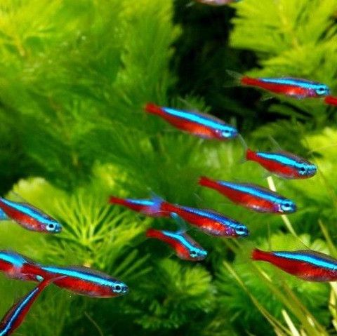 Neon Tetra