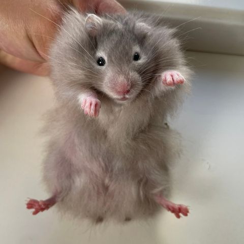 Hamsteriet hamsteroppdrett har en ledig syrisk hamster gutt