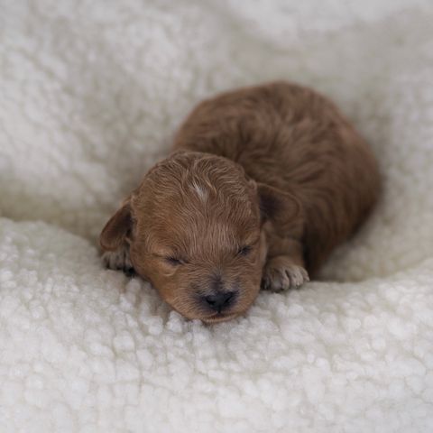 Forvent til Maltipoo jente. Finnsnes, Senja, Sørreisa.