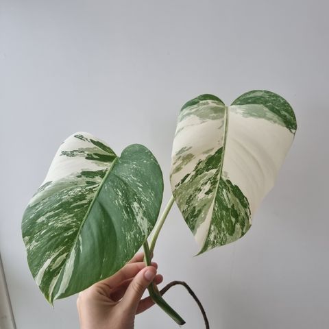 Monstera variegata - stiklinger