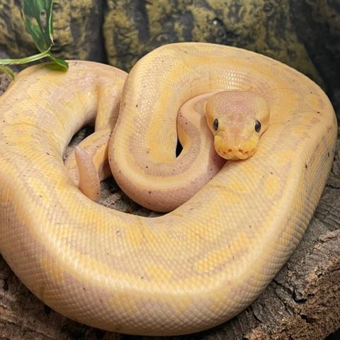 Banana cinnamon pinstripe ball Python