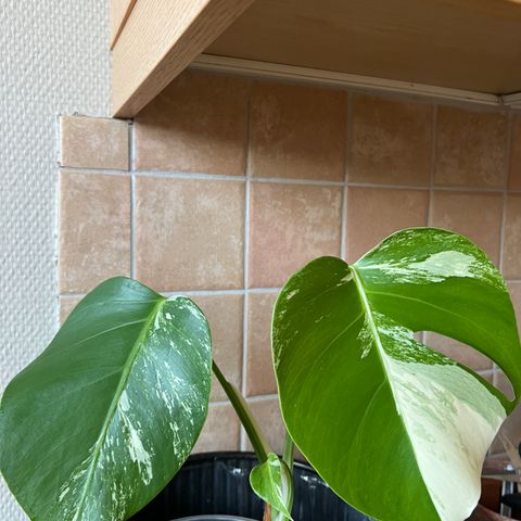 Monstera Variegata plante