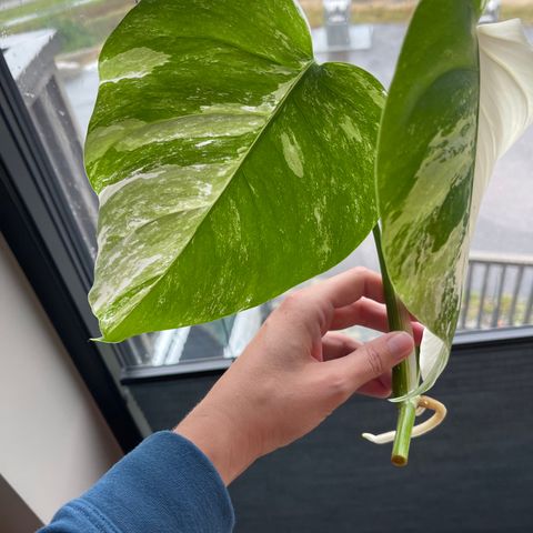 Monstera variegata