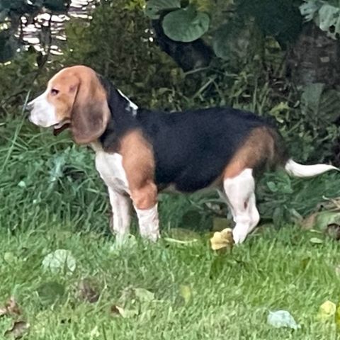 Beagle. 1 tispe valp ledig!