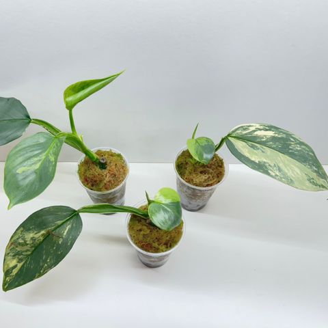 Philodendron ‘Silver sword’ variegata planter