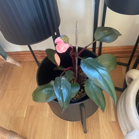 Philodendron Pink Princess