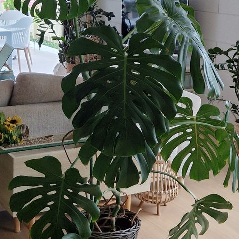 Monstera