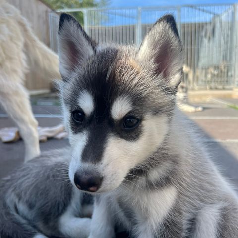 Siberian husky tispevalp