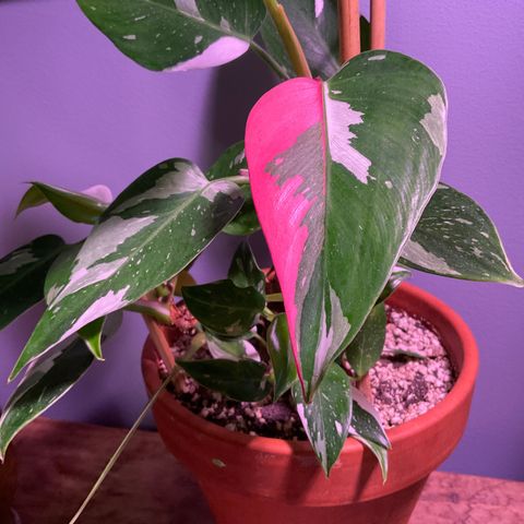 Philodendron White Princess tricolor