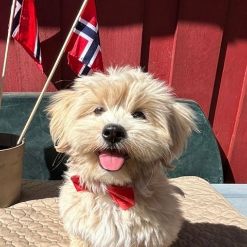 Shih tzu /havanais valp til salgs