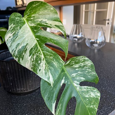 Monstera Variegata plante