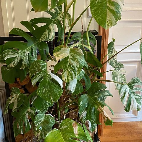 Toppstikling  av  Monstera variegata.