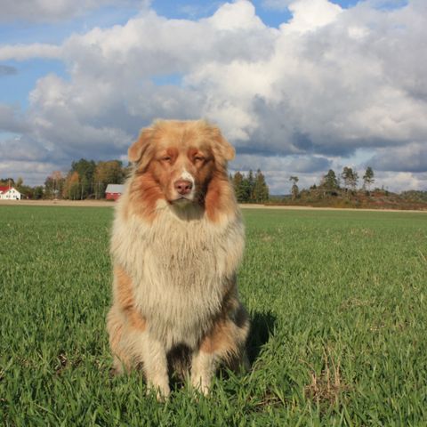 Toller, Border Collie og Aussie valpekull