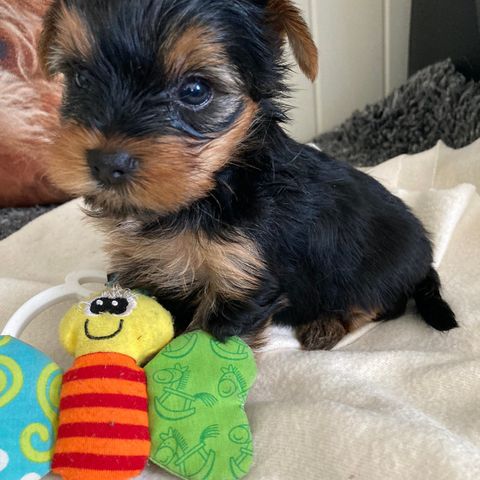 Yorkshire terrier valper 4 tisper og 3 hanner selges( 3 tispevalpene  solgt)