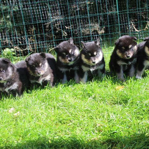 Finsk Lapphund